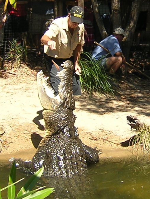 krokodyl-słonowodny-Hartleys-Crocodile-Adventures, Australia