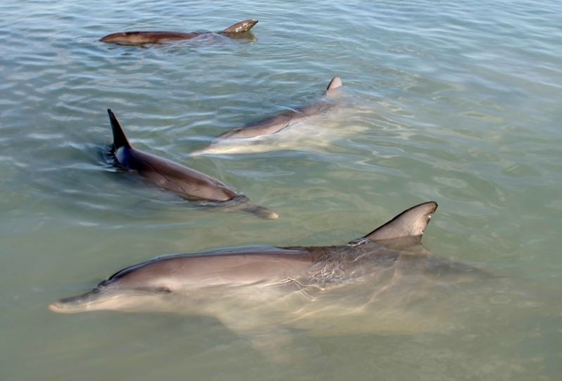 Delfiny mieszkają w Adelaide