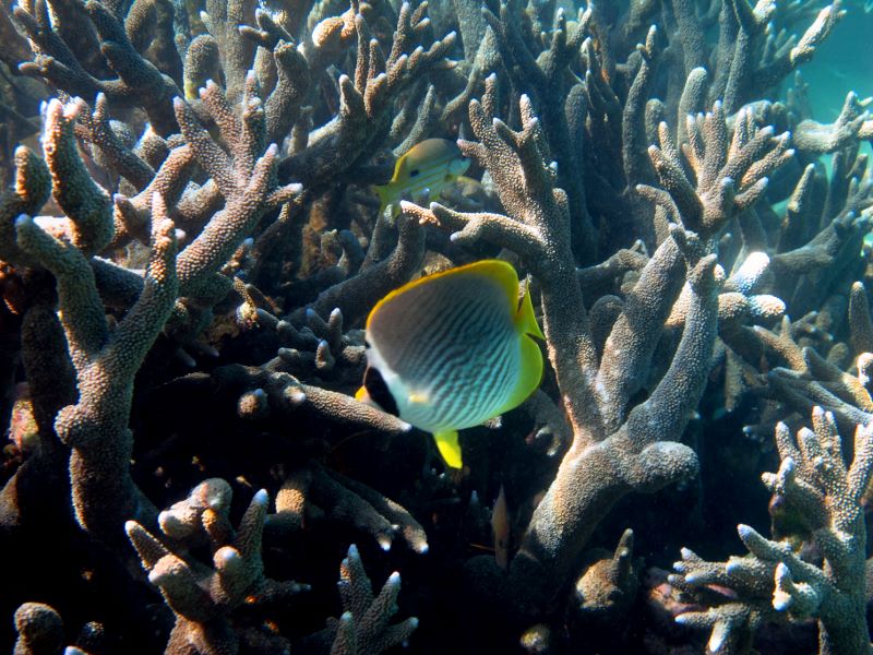 Rafa koralowa w Australii Zachodniej - foto Piotr Wlodarczak