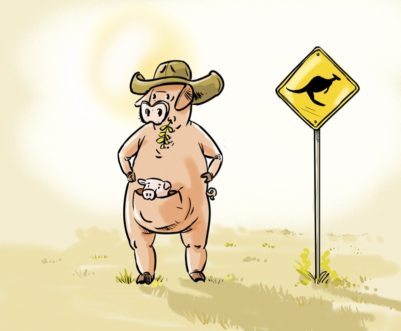 Australia - swinia - grafika nadeslana przez Autora tekstu